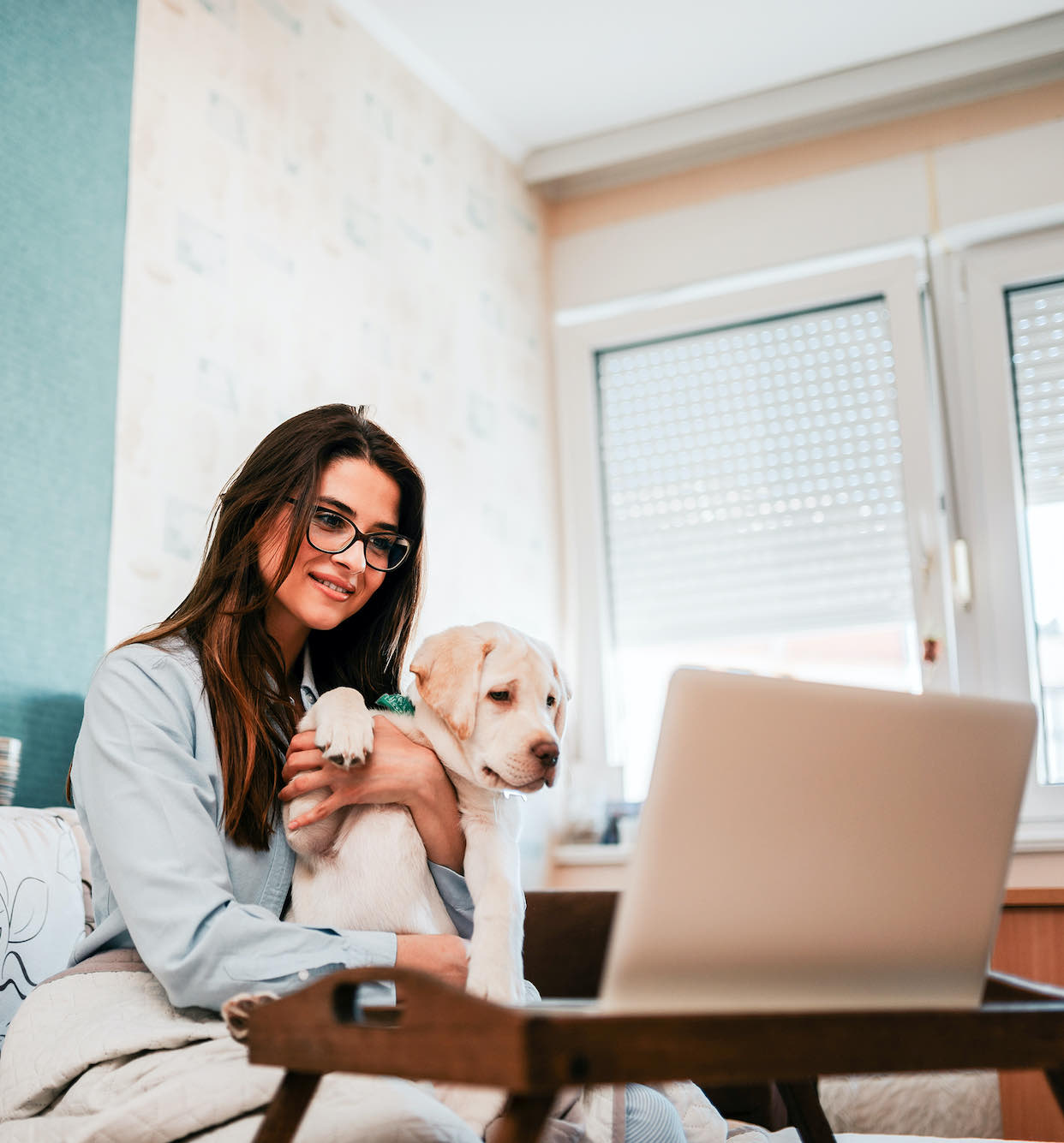 Webreed, gestion d'élevage félin et canin tout en un