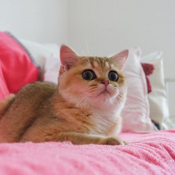 Cat British Shorthair Hinata Chatterie Nekobaa Cat British Shorthair Hinata Chatterie Nekobaa