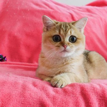 Cat British Shorthair Hinata Chatterie Nekobaa Cat British Shorthair Hinata Chatterie Nekobaa
