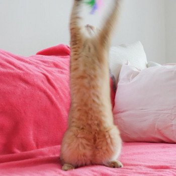 Cat British Shorthair Hinata Chatterie Nekobaa Cat British Shorthair Hinata Chatterie Nekobaa