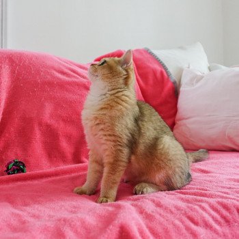 Cat British Shorthair Hinata Chatterie Nekobaa Cat British Shorthair Hinata Chatterie Nekobaa