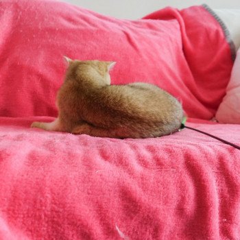 Cat British Shorthair Hinata Chatterie Nekobaa Cat British Shorthair Hinata Chatterie Nekobaa
