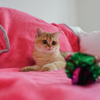 Cat British Shorthair Hinata Chatterie Nekobaa Cat British Shorthair Hinata Chatterie Nekobaa