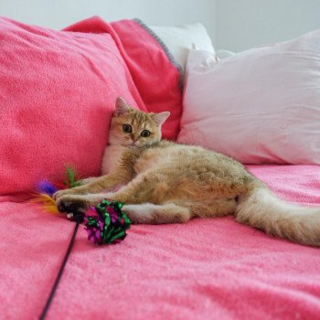 Cat British Shorthair Hinata Chatterie Nekobaa Cat British Shorthair Hinata Chatterie Nekobaa