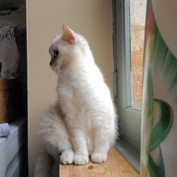 Cat British Shorthair Strawberry Chatterie Nekobaa Cat British Shorthair Strawberry Chatterie Nekobaa
