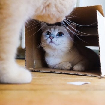Cat British Shorthair Strawberry Chatterie Nekobaa Cat British Shorthair Strawberry Chatterie Nekobaa