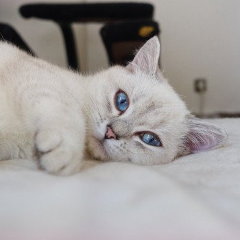 Cat British Shorthair Strawberry Chatterie Nekobaa Cat British Shorthair Strawberry Chatterie Nekobaa