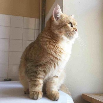 shukaku-british-shorthair-golden-10 shukaku-british-shorthair-golden-10