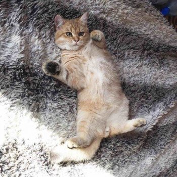 Cat British Shorthair Shukaku Chatterie Nekobaa Cat British Shorthair Shukaku Chatterie Nekobaa