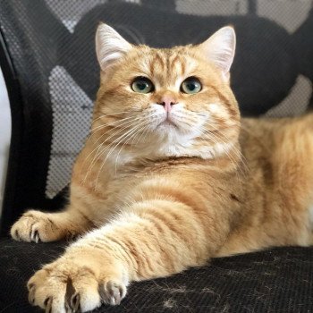Cat British Shorthair Shukaku Chatterie Nekobaa Cat British Shorthair Shukaku Chatterie Nekobaa