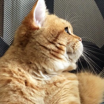 Cat British Shorthair Shukaku Chatterie Nekobaa Cat British Shorthair Shukaku Chatterie Nekobaa
