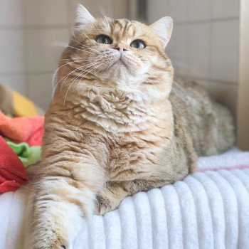 Kitten British Shorthair Shukaku Chatterie Nekobaa Kitten British Shorthair Shukaku Chatterie Nekobaa