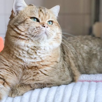 Kitten British Shorthair Shukaku Chatterie Nekobaa Kitten British Shorthair Shukaku Chatterie Nekobaa