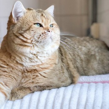 Kitten British Shorthair Shukaku Chatterie Nekobaa Kitten British Shorthair Shukaku Chatterie Nekobaa