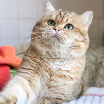 Kitten British Shorthair Shukaku Chatterie Nekobaa Kitten British Shorthair Shukaku Chatterie Nekobaa