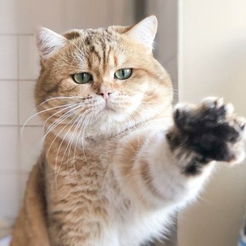 Kitten British Shorthair Shukaku Chatterie Nekobaa Kitten British Shorthair Shukaku Chatterie Nekobaa