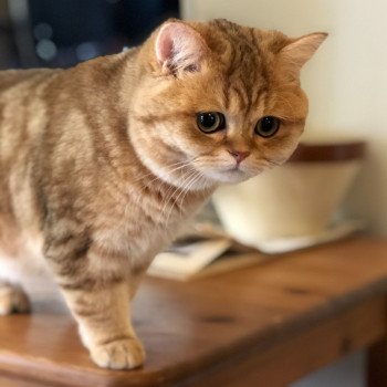 Kitten British Shorthair Xisobu Chatterie Nekobaa Kitten British Shorthair Xisobu Chatterie Nekobaa
