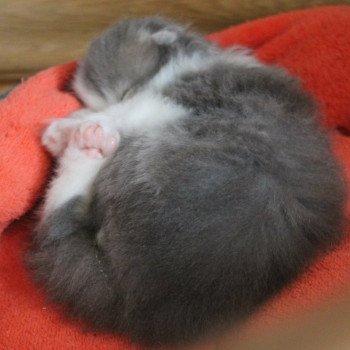 Cat Highland Fold Matatabi Chatterie Nekobaa Cat Highland Fold Matatabi Chatterie Nekobaa