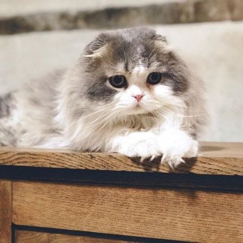 Cat Highland Fold Matatabi Chatterie Nekobaa Cat Highland Fold Matatabi Chatterie Nekobaa