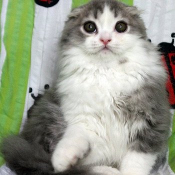 Cat Highland Fold Matatabi Chatterie Nekobaa Cat Highland Fold Matatabi Chatterie Nekobaa