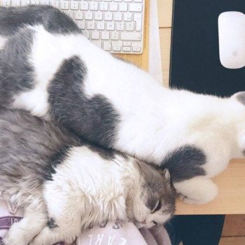 Cat Highland Fold Matatabi Chatterie Nekobaa Cat Highland Fold Matatabi Chatterie Nekobaa