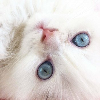 Chifumi-yeux Chifumi-yeux
