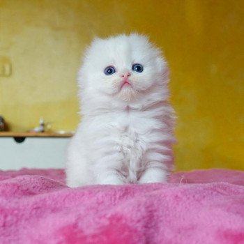Cat Highland Straight Chifumi Chatterie Nekobaa Cat Highland Straight Chifumi Chatterie Nekobaa