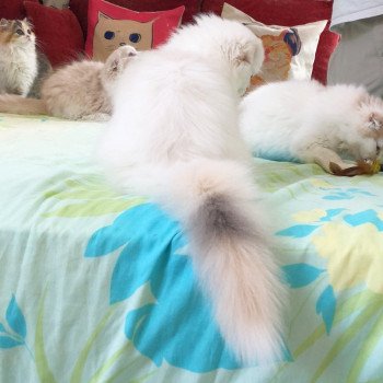 Cat Highland Straight Chifumi Chatterie Nekobaa Cat Highland Straight Chifumi Chatterie Nekobaa
