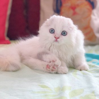 Cat Highland Straight Chifumi Chatterie Nekobaa Cat Highland Straight Chifumi Chatterie Nekobaa