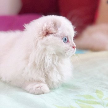 Cat Highland Straight Chifumi Chatterie Nekobaa Cat Highland Straight Chifumi Chatterie Nekobaa