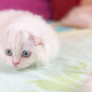 Cat Highland Straight Chifumi Chatterie Nekobaa Cat Highland Straight Chifumi Chatterie Nekobaa