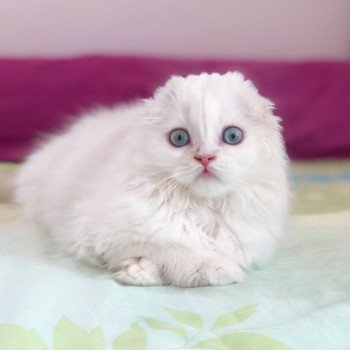 Cat Highland Straight Chifumi Chatterie Nekobaa Cat Highland Straight Chifumi Chatterie Nekobaa