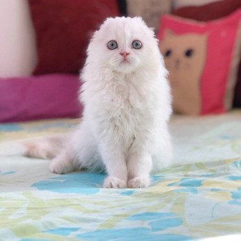 Cat Highland Straight Chifumi Chatterie Nekobaa Cat Highland Straight Chifumi Chatterie Nekobaa