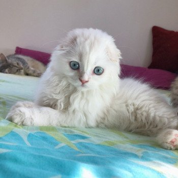 Cat Highland Straight Chifumi Chatterie Nekobaa Cat Highland Straight Chifumi Chatterie Nekobaa