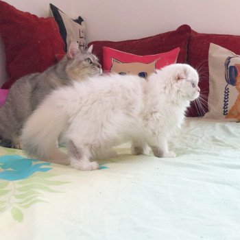 Cat Highland Straight Chifumi Chatterie Nekobaa Cat Highland Straight Chifumi Chatterie Nekobaa