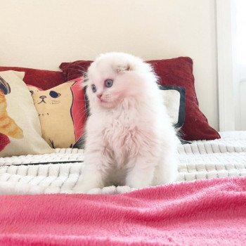 Cat Highland Straight Chifumi Chatterie Nekobaa Cat Highland Straight Chifumi Chatterie Nekobaa