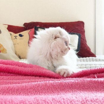 Cat Highland Straight Chifumi Chatterie Nekobaa Cat Highland Straight Chifumi Chatterie Nekobaa