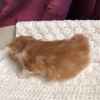 Kitten Highland Straight Hachi Chatterie Nekobaa Kitten Highland Straight Hachi Chatterie Nekobaa