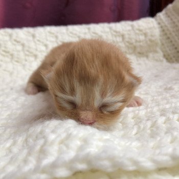 Kitten Highland Straight Haru Chatterie Nekobaa Kitten Highland Straight Haru Chatterie Nekobaa