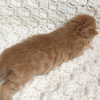 Kitten Highland Straight Haru Chatterie Nekobaa Kitten Highland Straight Haru Chatterie Nekobaa