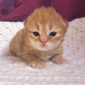 Kitten Highland Straight Haru Chatterie Nekobaa Kitten Highland Straight Haru Chatterie Nekobaa
