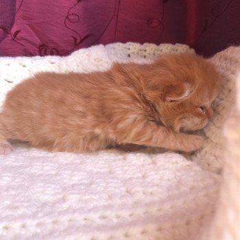 Kitten Highland Straight Haru Chatterie Nekobaa Kitten Highland Straight Haru Chatterie Nekobaa