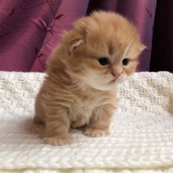 Kitten Highland Straight Haru Chatterie Nekobaa Kitten Highland Straight Haru Chatterie Nekobaa