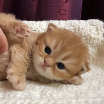 Kitten Highland Straight Haru Chatterie Nekobaa Kitten Highland Straight Haru Chatterie Nekobaa