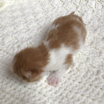 Kitten Highland Straight Hyôga Chatterie Nekobaa Kitten Highland Straight Hyôga Chatterie Nekobaa