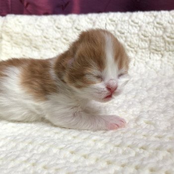Kitten Highland Straight Hyôga Chatterie Nekobaa Kitten Highland Straight Hyôga Chatterie Nekobaa