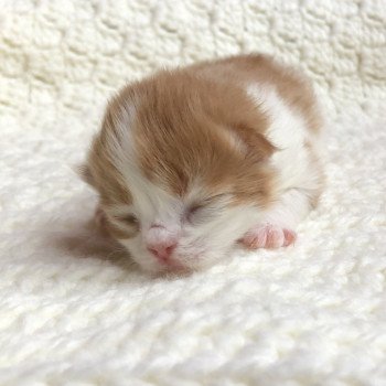 Kitten Highland Straight Hyôga Chatterie Nekobaa Kitten Highland Straight Hyôga Chatterie Nekobaa
