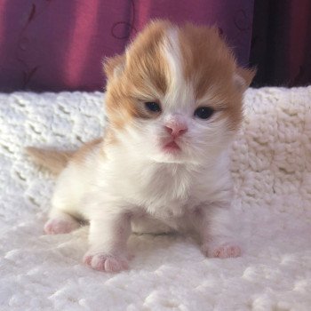 Kitten Highland Straight Hyôga Chatterie Nekobaa Kitten Highland Straight Hyôga Chatterie Nekobaa