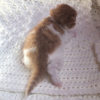 Kitten Highland Straight Hyôga Chatterie Nekobaa Kitten Highland Straight Hyôga Chatterie Nekobaa