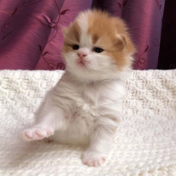 Kitten Highland Straight Hyôga Chatterie Nekobaa Kitten Highland Straight Hyôga Chatterie Nekobaa